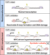 Figure 7. Working model highlighting the proposed mechanism of TOP1 as a MYC-SL vulnerability. Under nontransformed conditions, depletion of TOP1 results in the resolvable formation of unscheduled R-loops and DNA damage. In cells under MYC-transformed conditions harboring elevated levels of transcriptional activity, TOP1 depletion leads to the intolerable accumulation of R-loops, resulting in the observed synthetic-lethal phenotype.