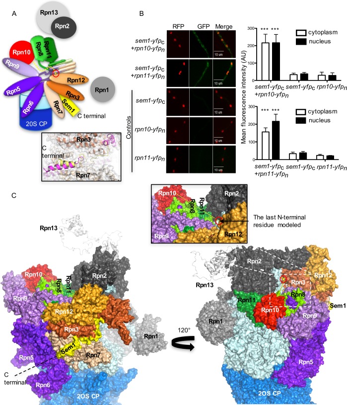 Fig 6