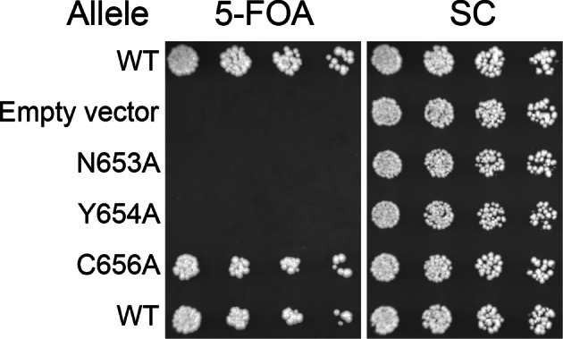 Figure 6—figure supplement 3.