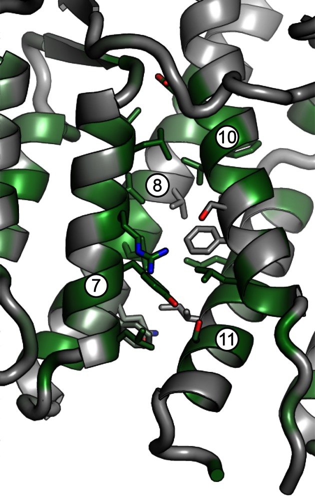 Figure 1—figure supplement 3.