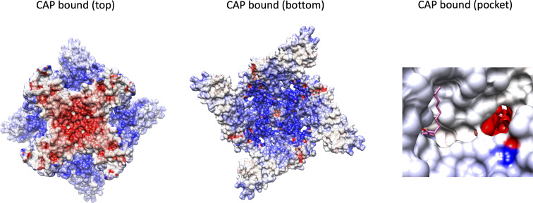 Figure 5—figure supplement 3.