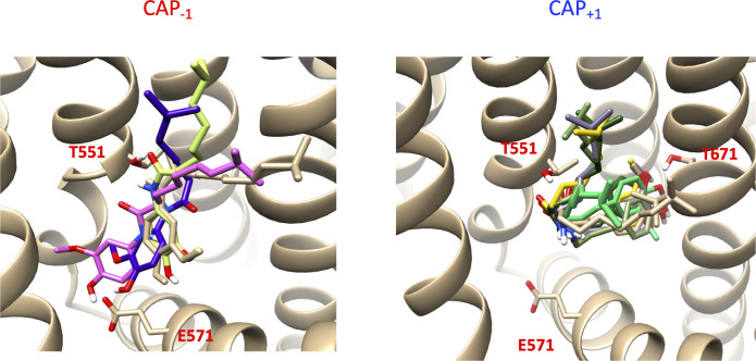 Figure 3—figure supplement 1.