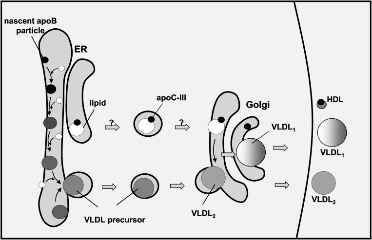 Fig. 8.