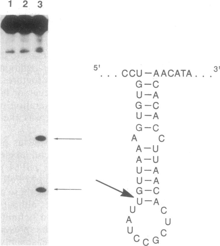 graphic file with name pnas01048-0313-a.jpg