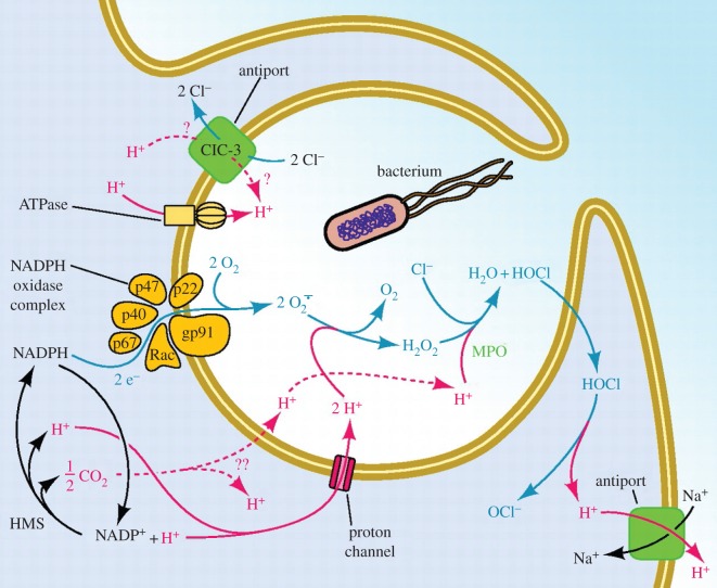 Figure 4.