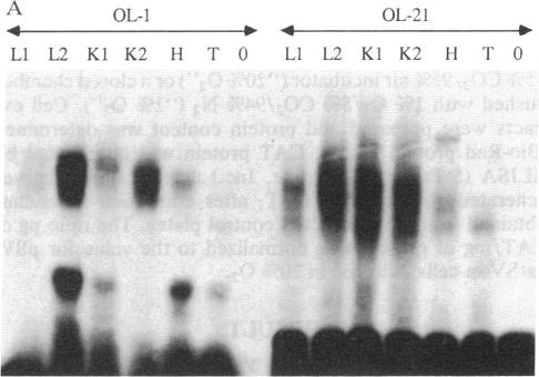 graphic file with name pnas01063-0213-a.jpg