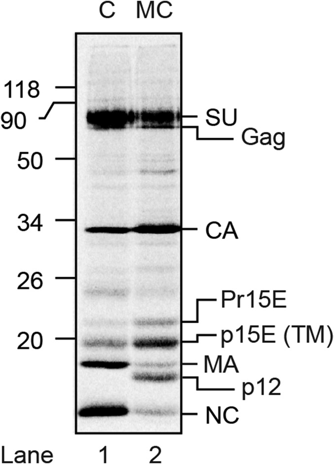 Fig. S1.