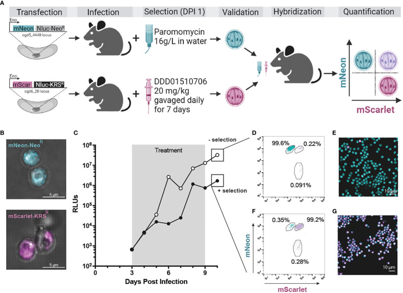 Figure 4