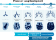 Illustration shows the histologic phases of lung development, highlighting
instances of lung growth arrest at specific times in particular disorders
(5,6).