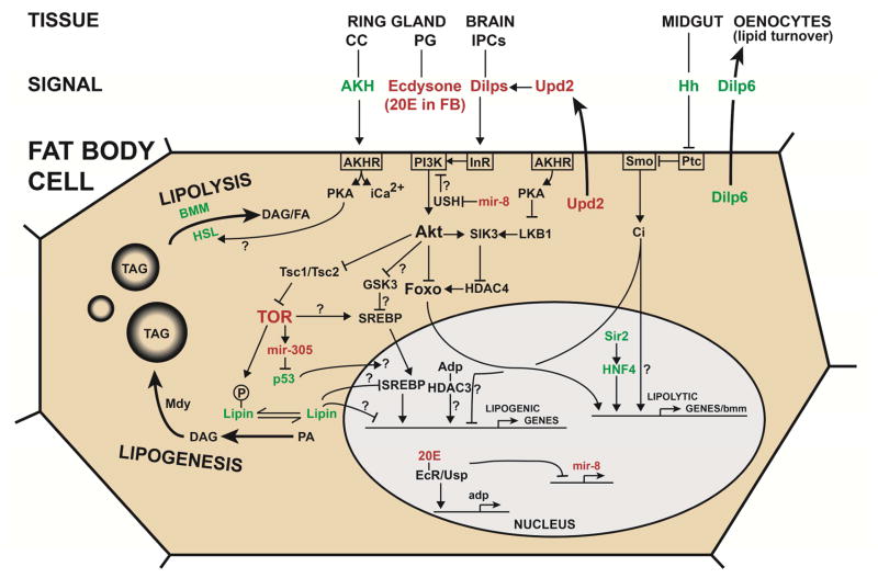 Fig. 2