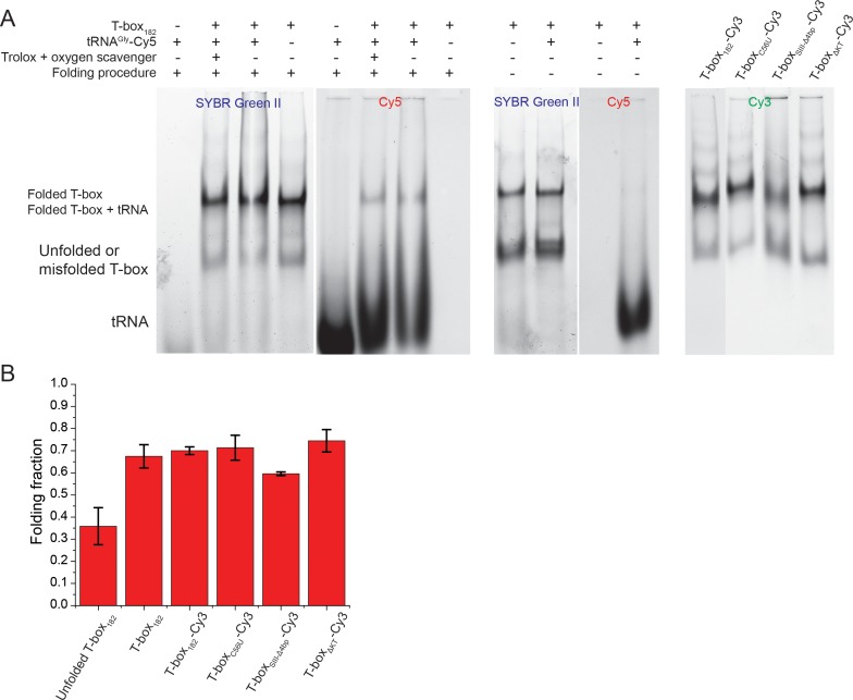 Figure 1—figure supplement 1.