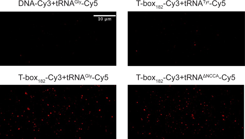 Figure 2—figure supplement 1.