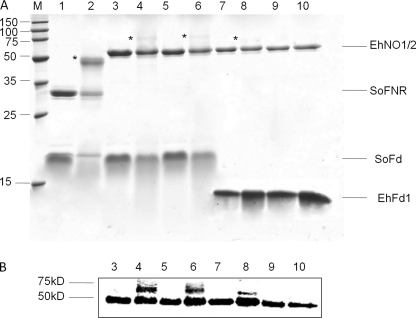 FIGURE 4.