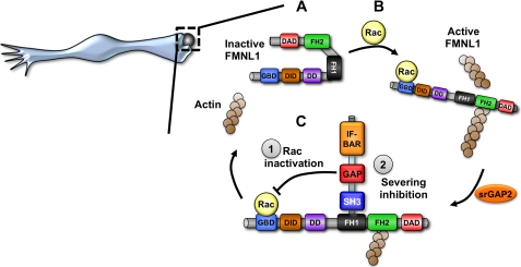 FIGURE 7.