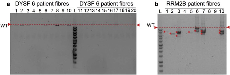 Fig. 4