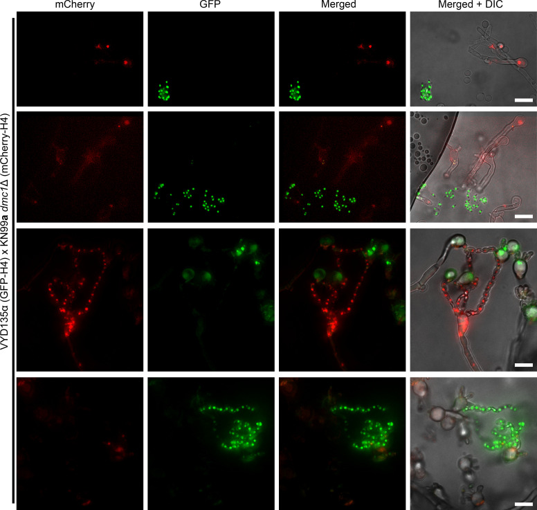 Figure 5—figure supplement 2.