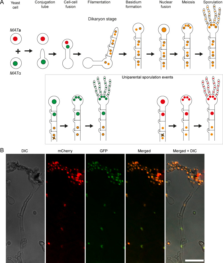 Figure 2—figure supplement 1.