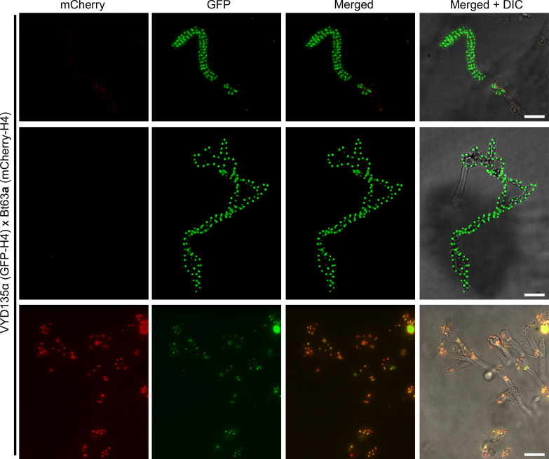 Figure 3—figure supplement 2.