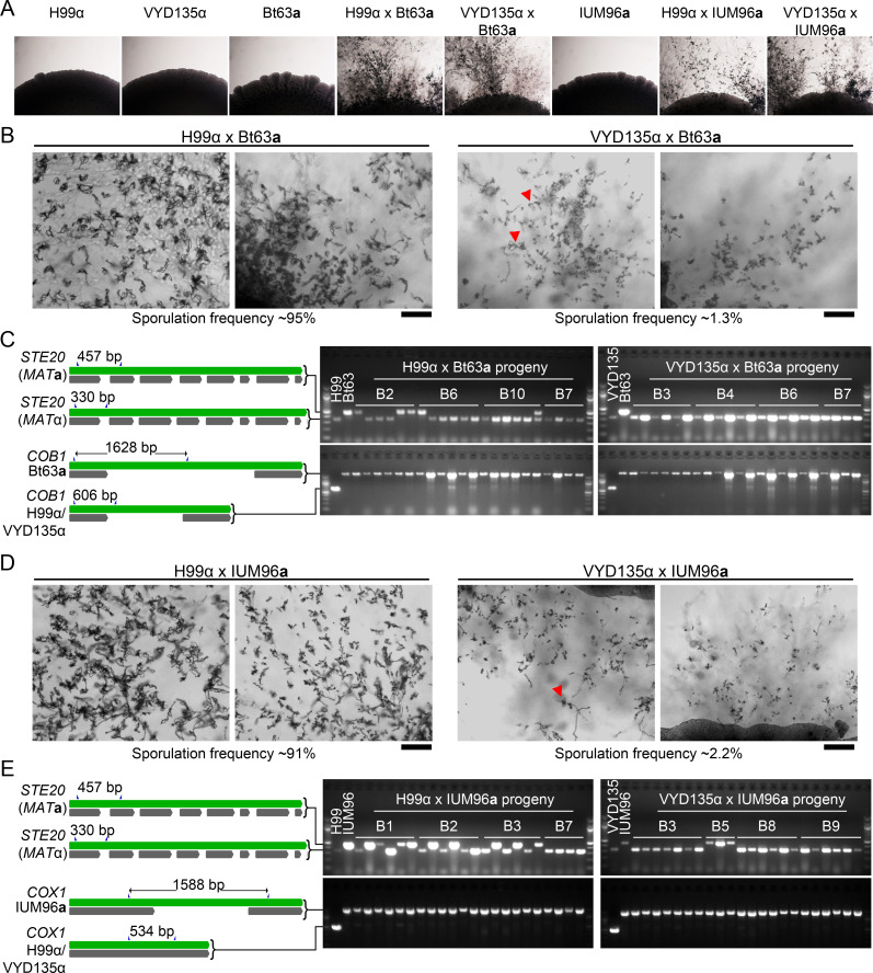 Figure 3—figure supplement 1.