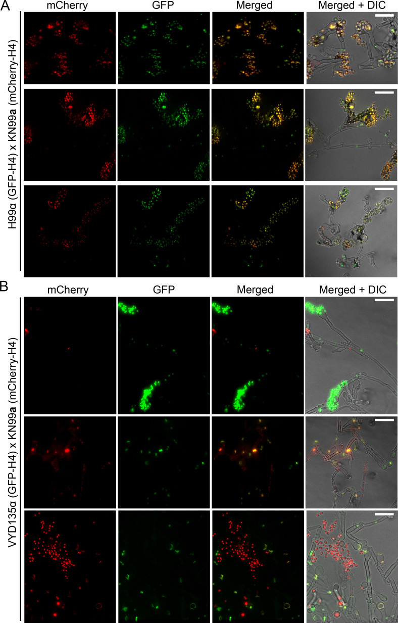 Figure 2—figure supplement 2.