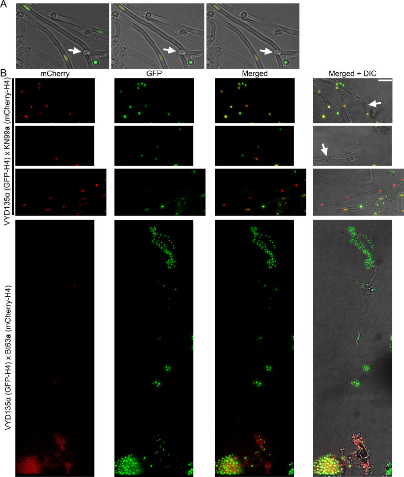 Figure 4—figure supplement 1.