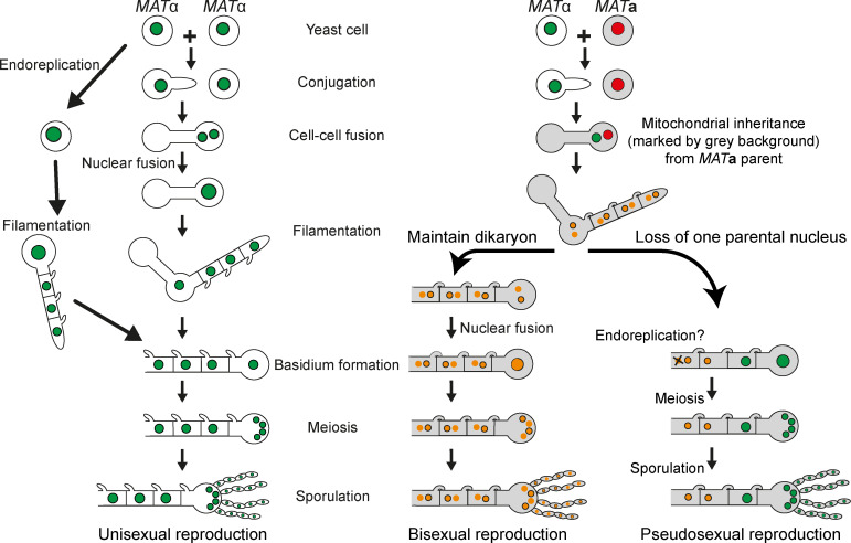 Figure 6—figure supplement 1.