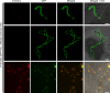 Figure 3—figure supplement 2.