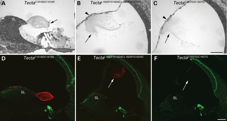 Figure 11.