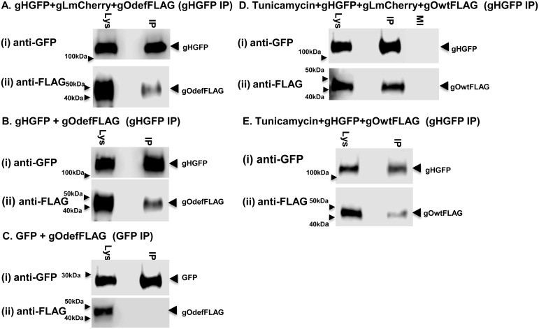 Fig 9