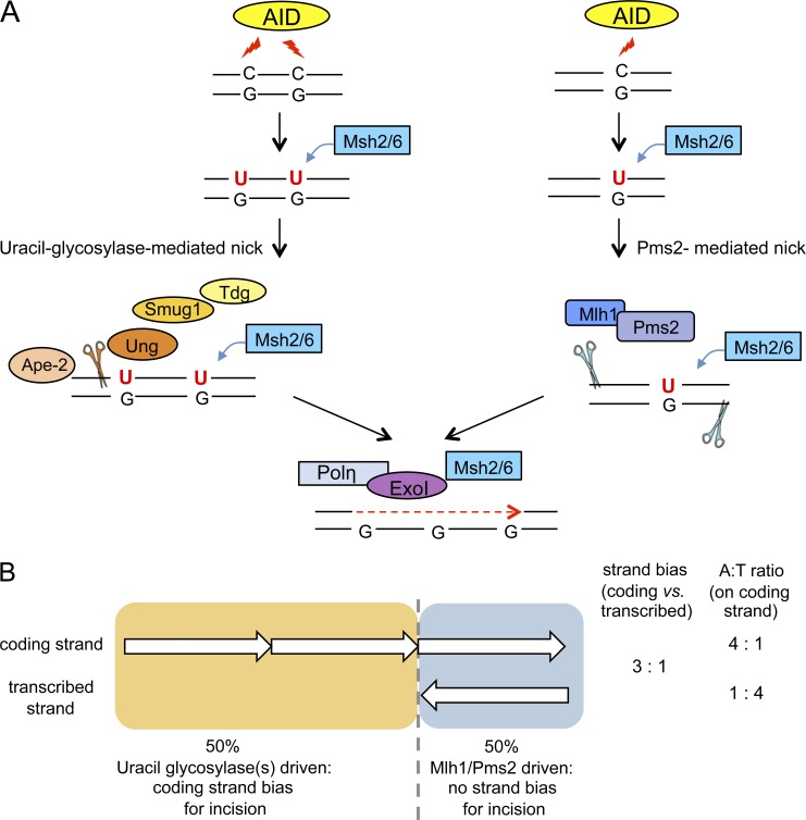 Figure 6.