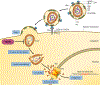Figure 1 |