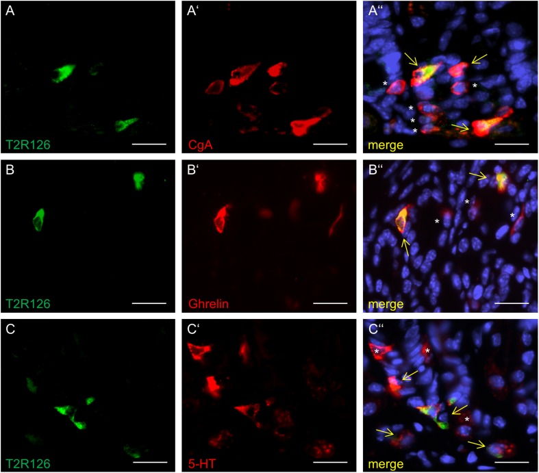 FIGURE 6