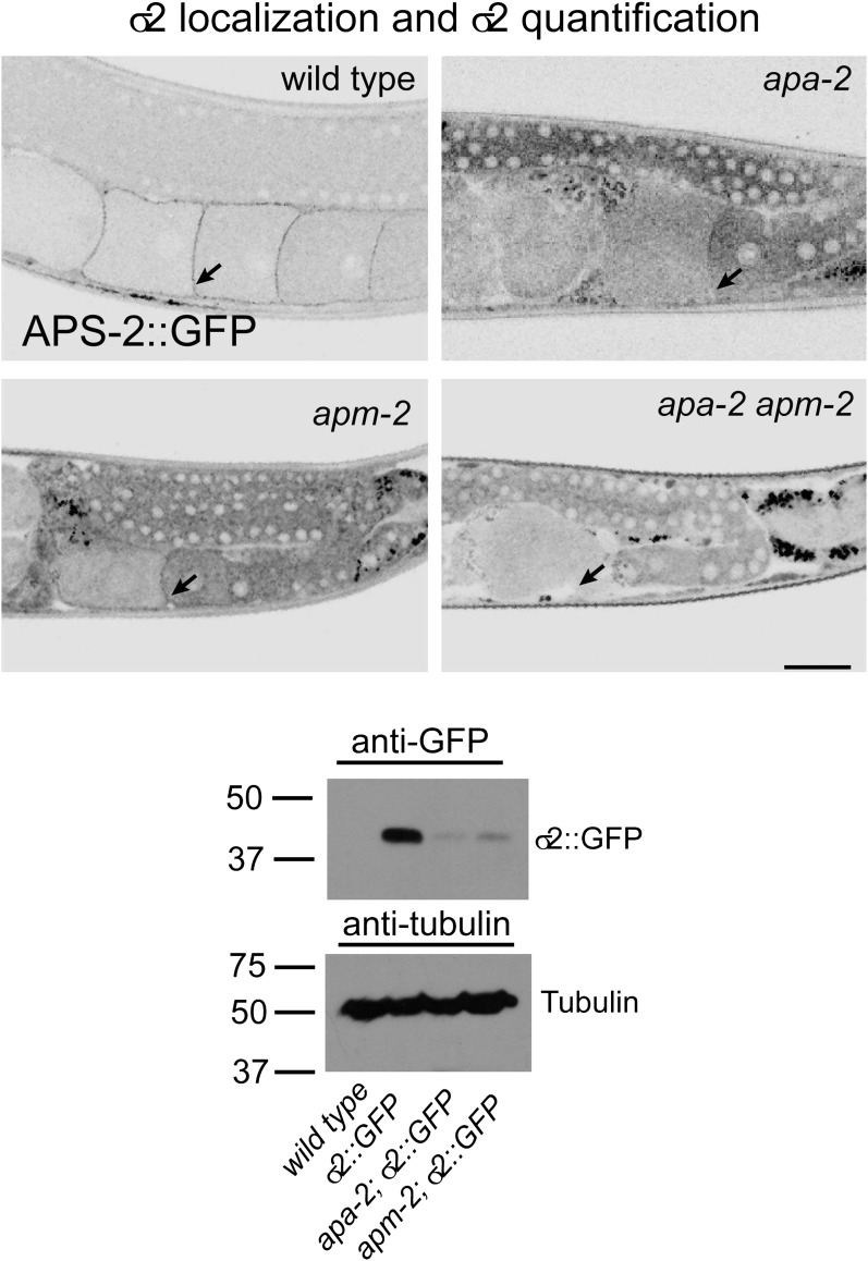 Figure 6—figure supplement 2.