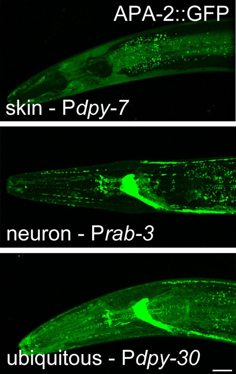 Figure 3—figure supplement 1.