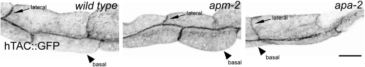 Figure 5—figure supplement 1.