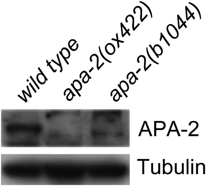 Figure 1—figure supplement 1.