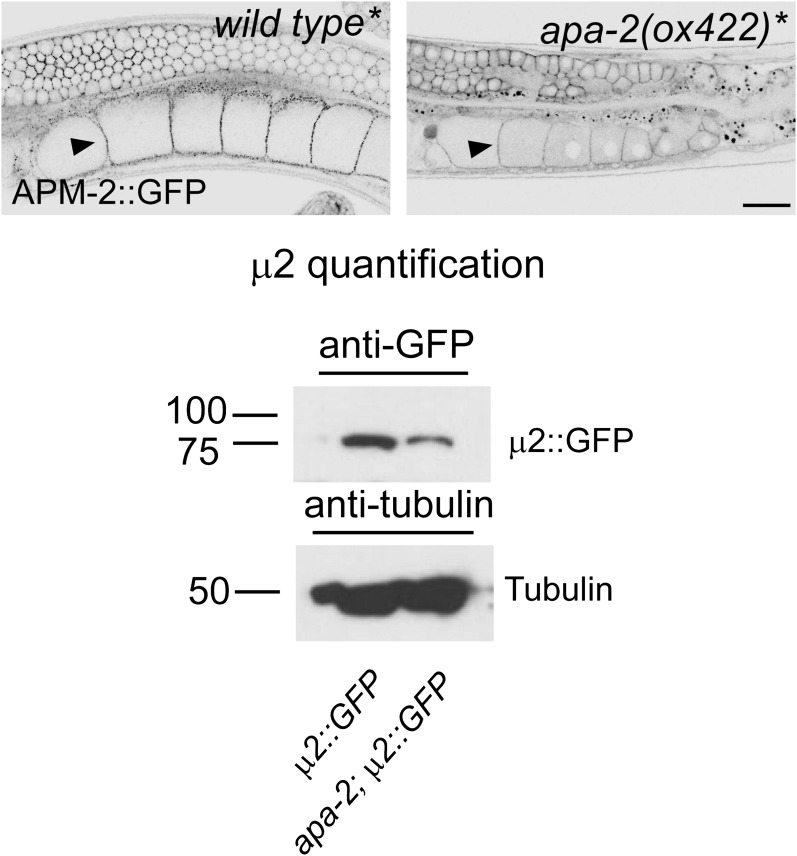 Figure 6—figure supplement 1.