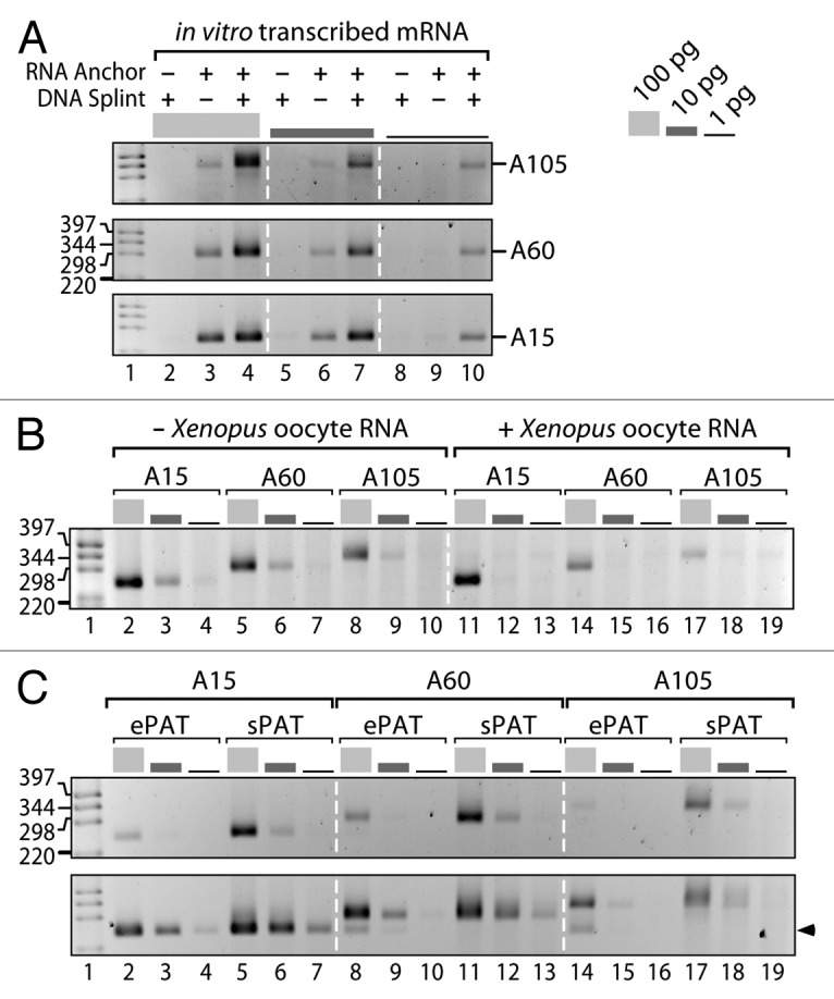 graphic file with name rna-11-111-g2.jpg