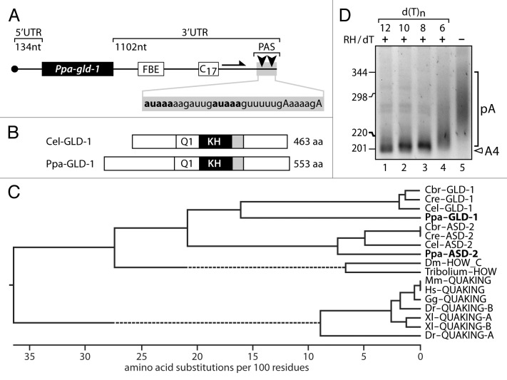 graphic file with name rna-11-111-g4.jpg