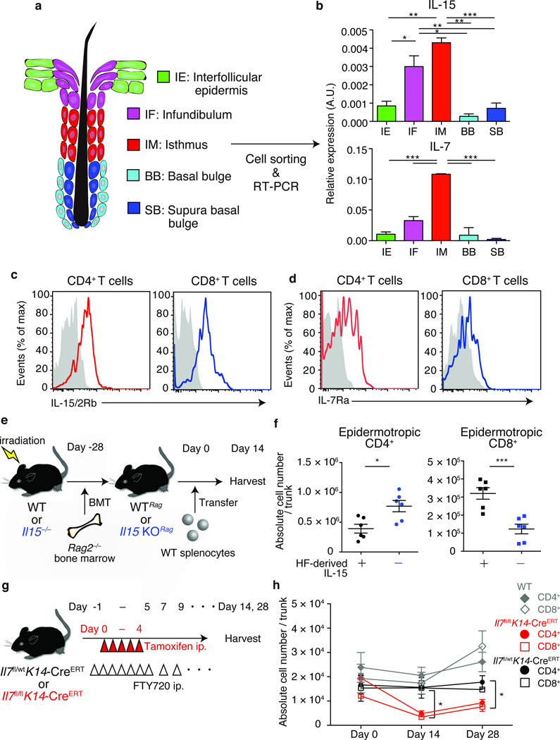 Hair follicle-derived IL-7 and IL-15 mediate skin-resident memory T ...