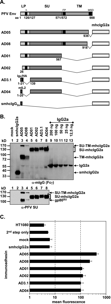 FIG. 2.