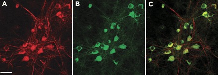 Fig. 2.