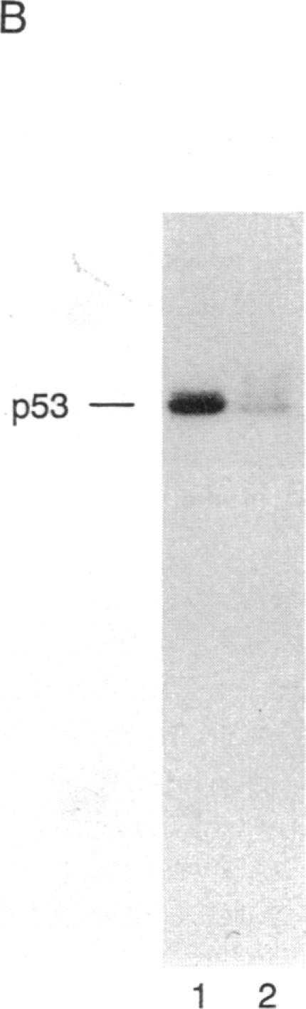 graphic file with name pnas01037-0364-b.jpg