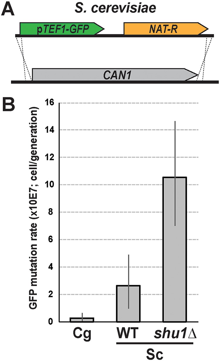 FIG 3