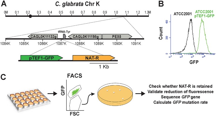 FIG 1