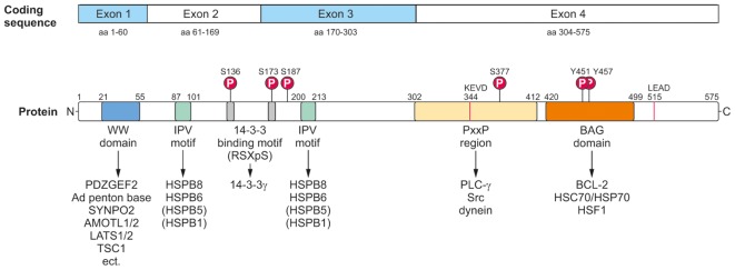 FIGURE 3