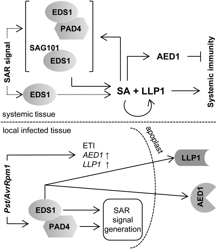 Figure 7.