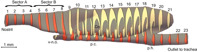 Fig. 1.