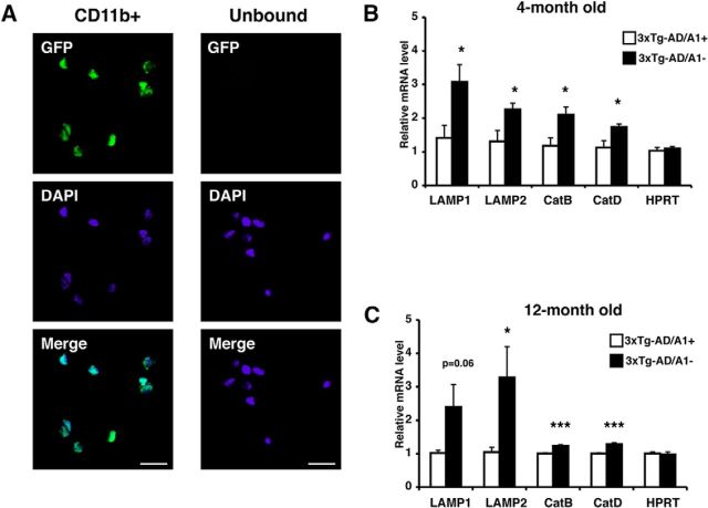 Figure 11.