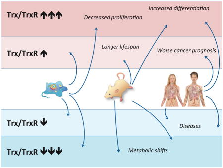 graphic file with name nihms931840u1.jpg